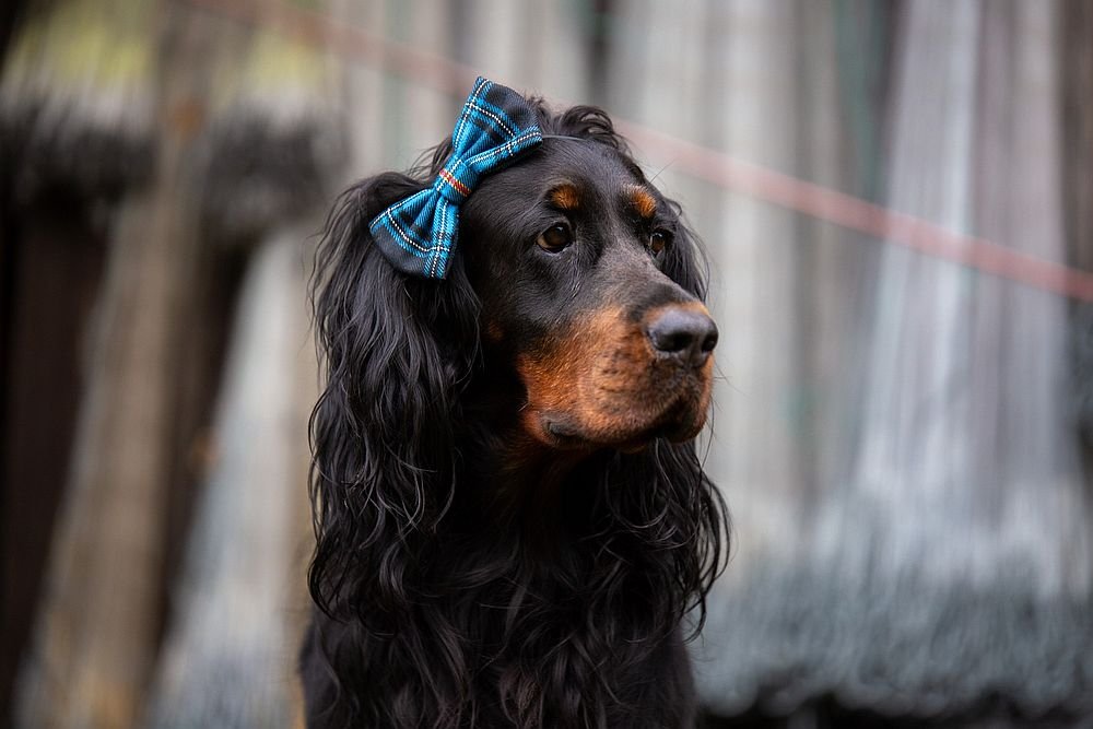 Tartan peapael koerale
